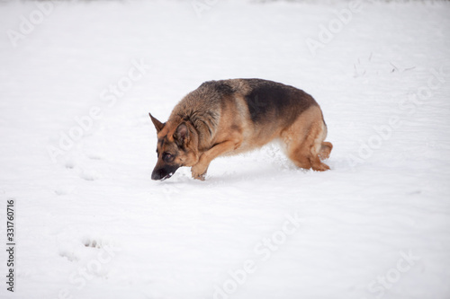 A German Shepherd hunting in the snow.