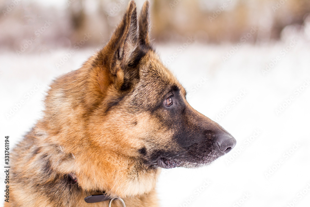 Profile portrait of a female German Shepherd dog in the snow. Profile portrait of a female German Shepherd dog in the snow.
