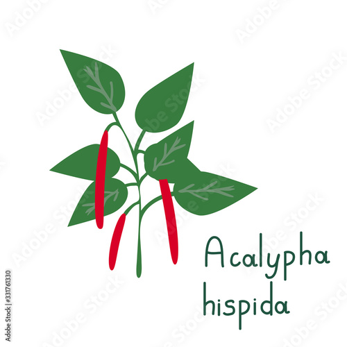 Acalypha vector plant