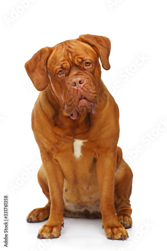 Dogue de Bordeaux  portrait isolated on white background