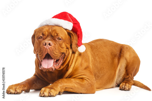 Dogue de Bordeaux in Santa hat, isolated on white background