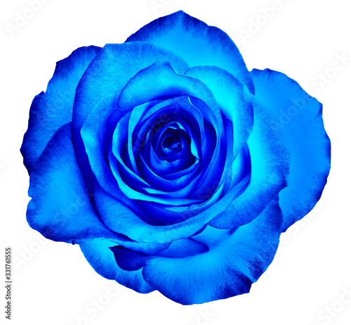 A bud of a beautiful blooming rose in classic blue color is isolated on a white background.