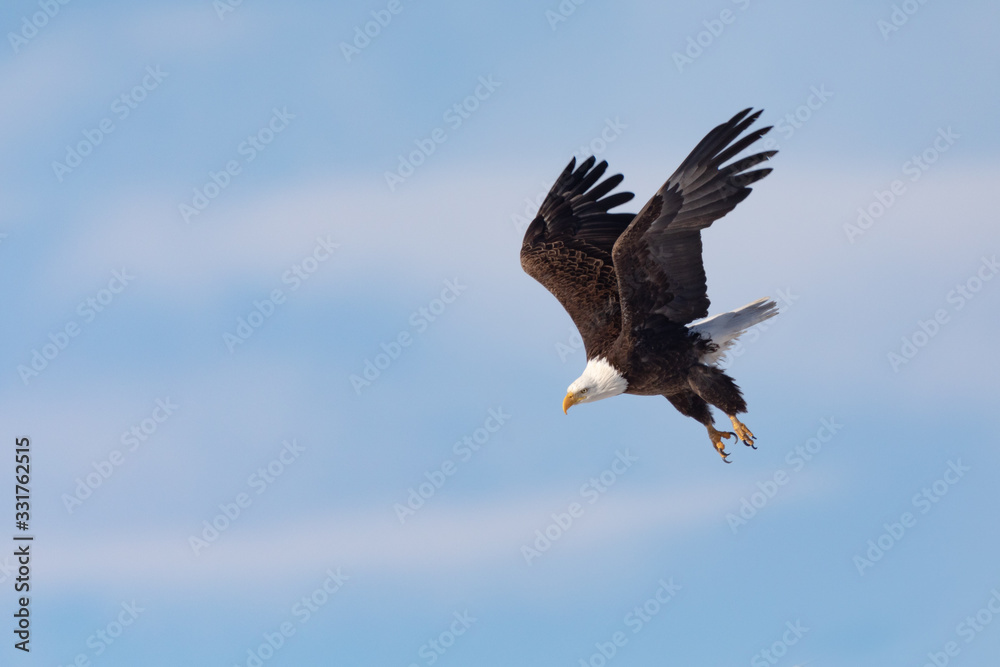 Obraz premium Bald Eagle In Flight