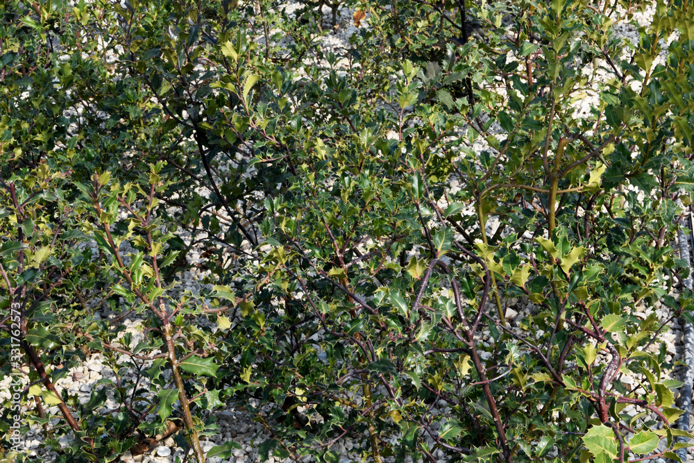 Natural background of green leaves and branches, white pebbles visible between the leaves. Natural background of green leaves and branches, white pebbles visible between the leaves.