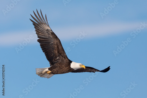 Bald Eagle Wings