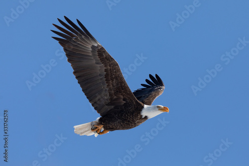 Bald Eagle Flyby