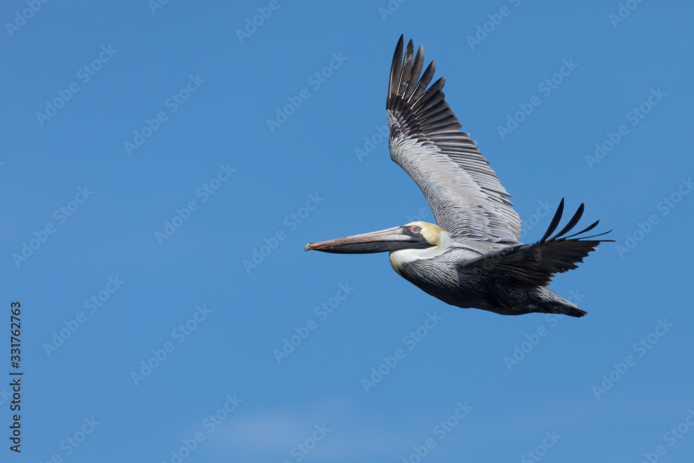 Obraz premium Brown Pelican Flying