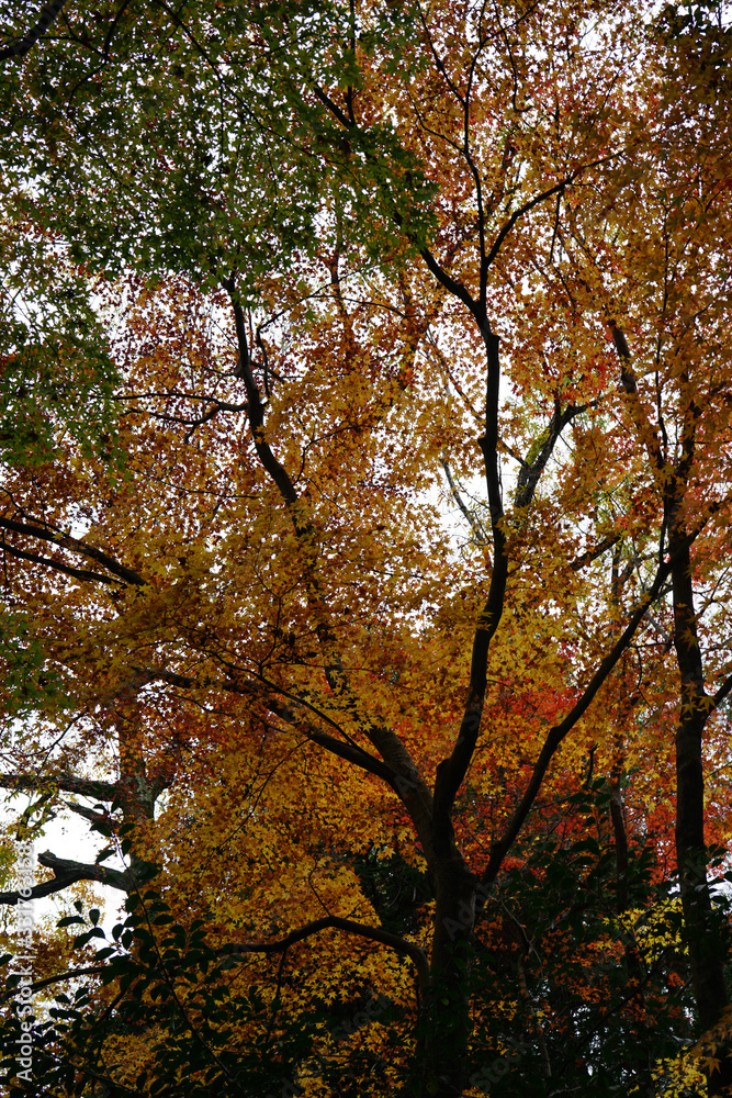日本楓の紅葉風景