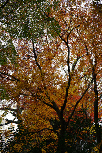 日本楓の紅葉風景