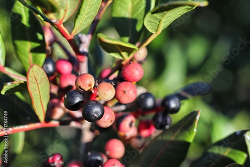 Mastic drupes, shrub of the Mediterranean scrub photo