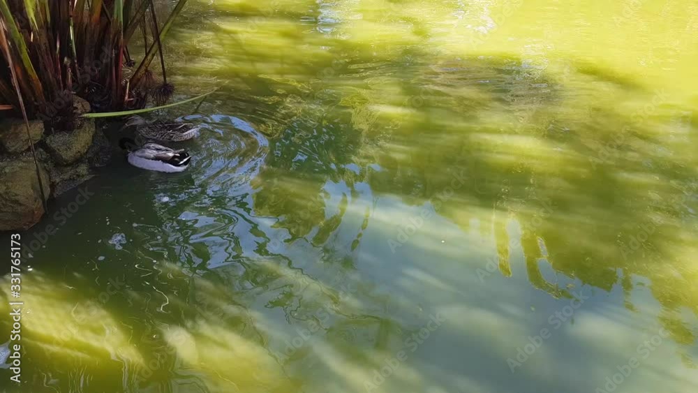 Mallard duck swimming at the Zoological Garden in Rabat Mallard duck swimming at the Zoological Garden in Rabat