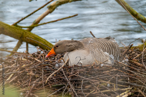 A greylag goose  sits on its nest and protects the eggs