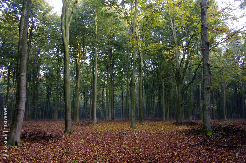 Sonnenstrahlen im Wald, Waldlichtung, Wald, Bäume Sonnenstrahlen im Wald, Waldlichtung, Wald, Bäume