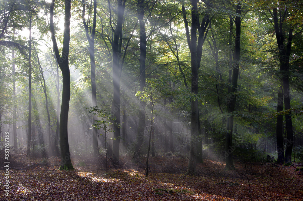 Fototapeta premium Sonnenstrahlen im Wald, Waldlichtung, Wald, Bäume