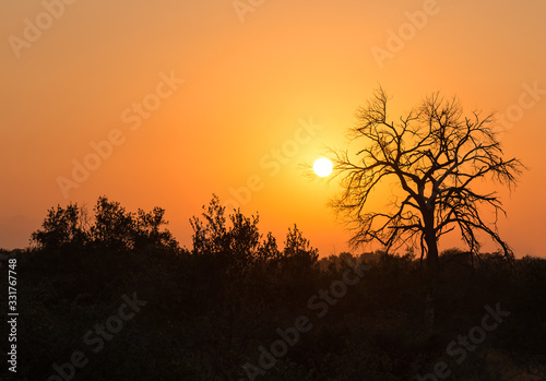 Sunset in the african savanna with a tree silhouette inside the Entabeni Safari Game Reserve  Limpopo Province  South Africa.