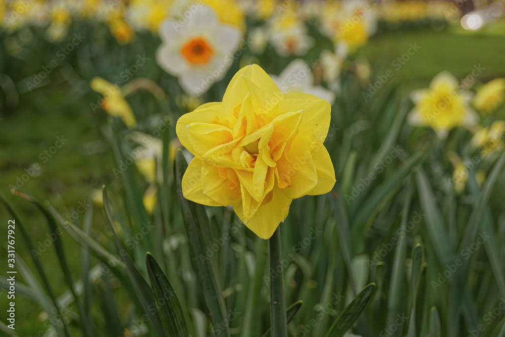 Beautiful daffodil flower close up ... Beautiful daffodil flower close up ...