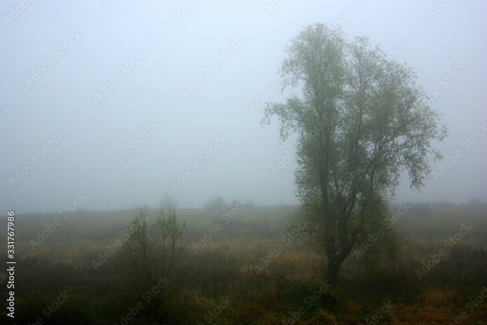 Obraz premium Bäume im Nebel