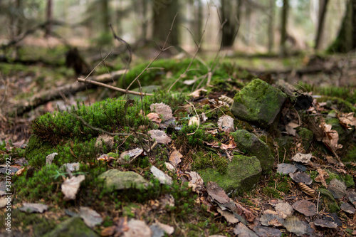 sandstones in a forest covered with moss