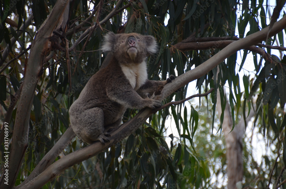 Obraz premium Koala