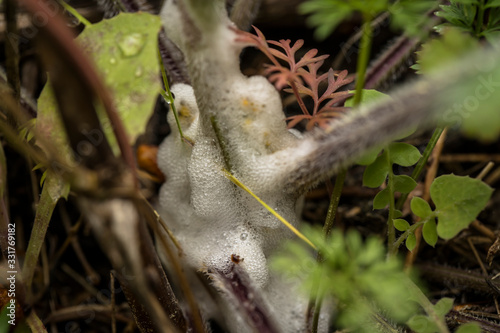 Puesta de huevos, recubiertos por una saliva, de Philaenus spumarius, insecto vector responsable de la transmision de la xylella fastidiosa en almendro y olivo photo