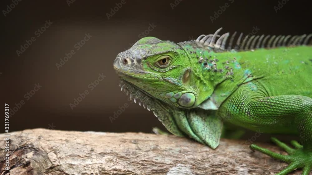 The green iguana , also known as the American iguana, is a large, arboreal, mostly herbivorous species of lizard of the genus Iguana. The green iguana , also known as the American iguana, is a large, arboreal, mostly herbivorous species of lizard of the genus Iguana.