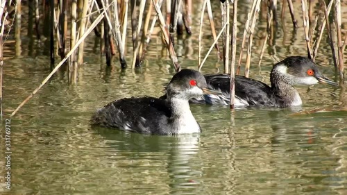 Zampullín Cuellinegro macho adulto , Podiceps nigricollis, laguna mediterránea photo