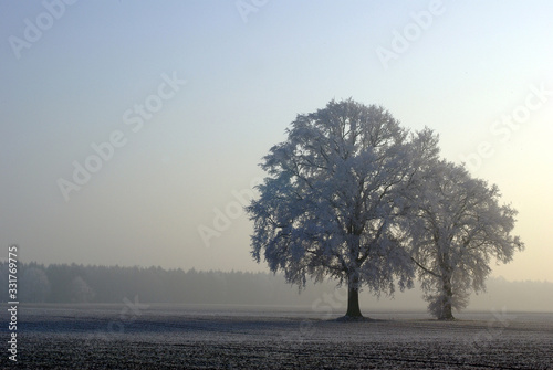 Winterlandschaft, Baum, Nebel, Schnee,Frost
