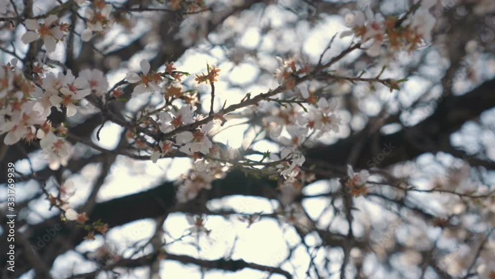 White cherry blossoms swaying in the spring breeze. Natural background. White cherry blossoms swaying in the spring breeze. Natural background.