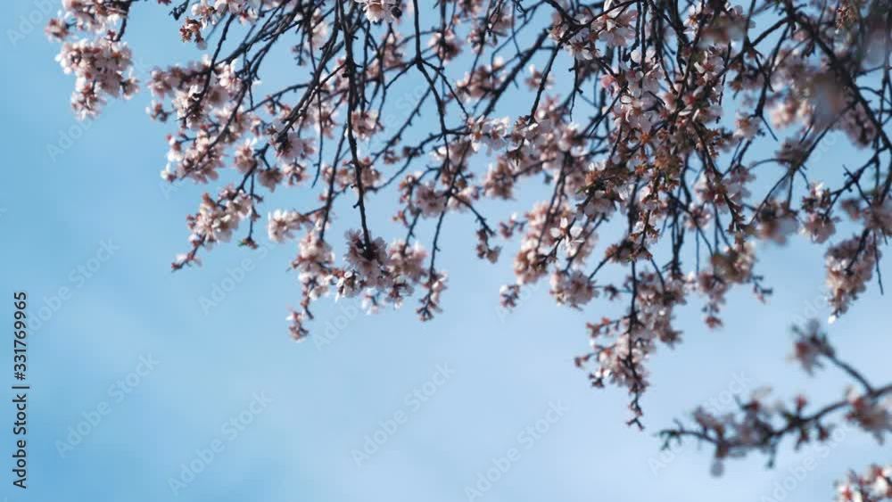 White cherry blossoms swaying in the spring breeze. Natural background. White cherry blossoms swaying in the spring breeze. Natural background.