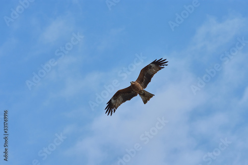 Hawk flying against a background of blue sky