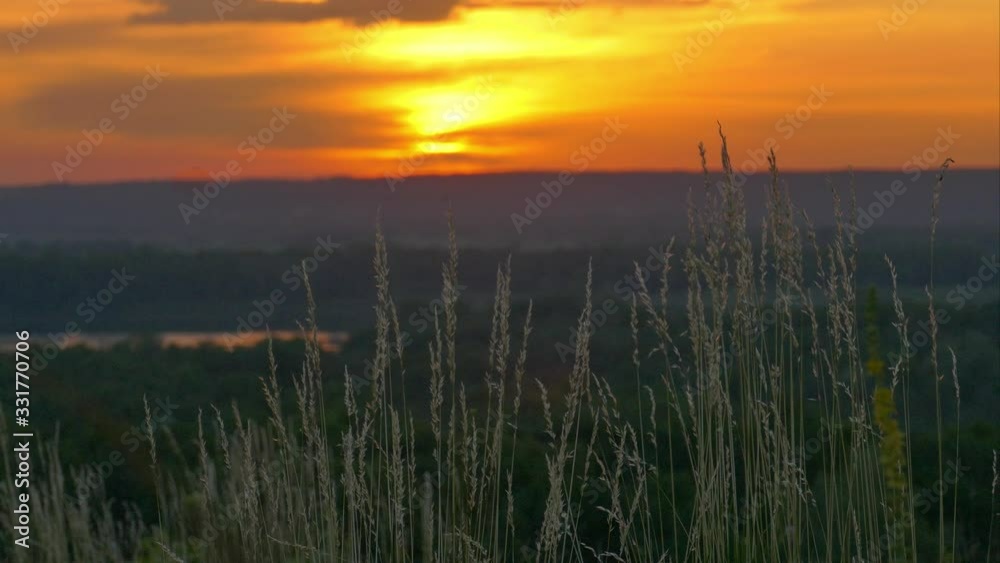 A gentle breeze sways the ripening ears of grass on a hill in the rays of the rising sun A gentle breeze sways the ripening ears of grass on a hill in the rays of the rising sun