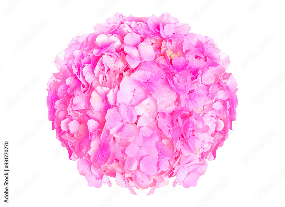 Wonderful rose hydrangea Wonderful rose hydrangea