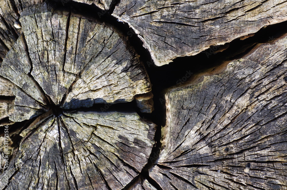 Naklejka premium Altholz, Treibholz