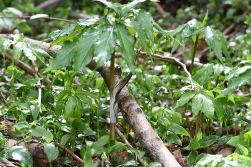 Arisaema urashima (Cobra lily Urashima) is a toxic bulbous plant that lives in dim and moist places in the forest.