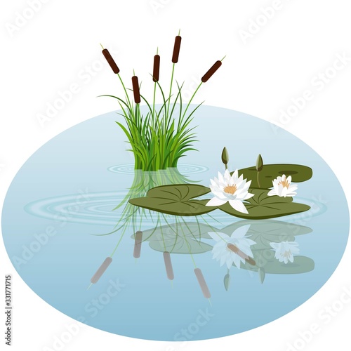 White water lily and reeds in water vector illustration