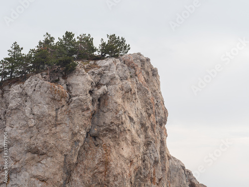 A group of trees on top of a rock.