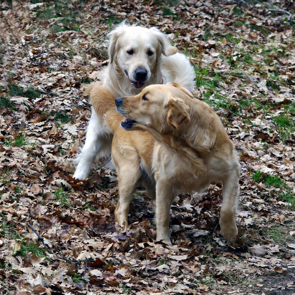 Spielende Hunde