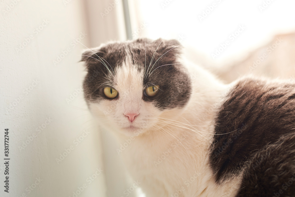 Portrait of a lop-eared cat with eyes wide open. Portrait of a lop-eared cat with eyes wide open.