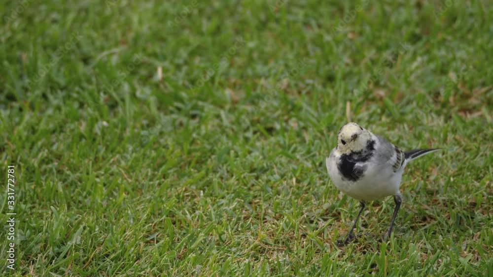 Wild bird white wagtail on grass Wild bird white wagtail on grass