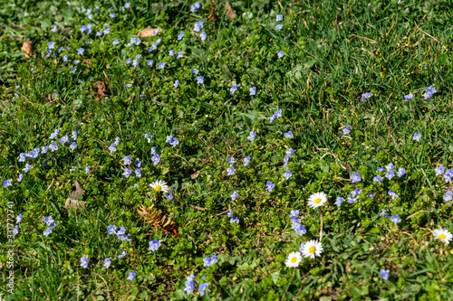 Fototapeta Naklejka Na Ścianę i Meble -  Frühlingsblumen am Boden in voller Blüte