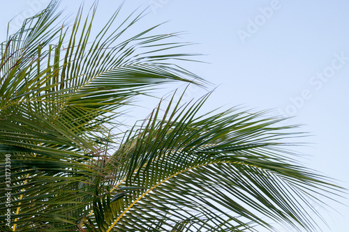 large palm leaves against the sky