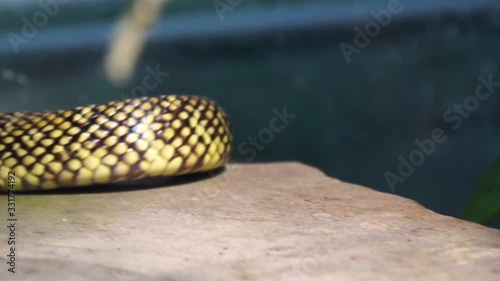 closeup of a eastern kingsnake moving its body, popular tropical reptile specie from America