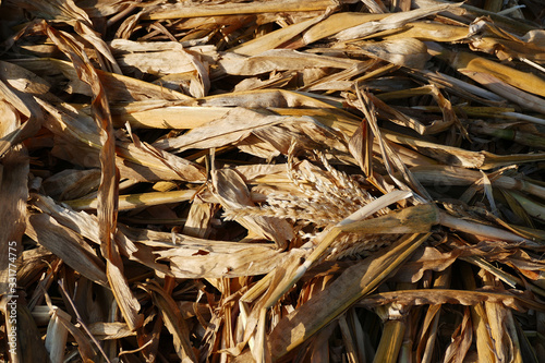 rotten corn plant residues, garden remains, dried corn plant,