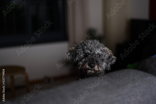 Portrait of a young cute grey dwarf poodle with teddy cut       photo