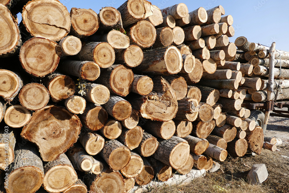 cut poplar trees, timber trade, timber obtained from the poplar trees, cut poplar trees, timber trade, timber obtained from the poplar trees,