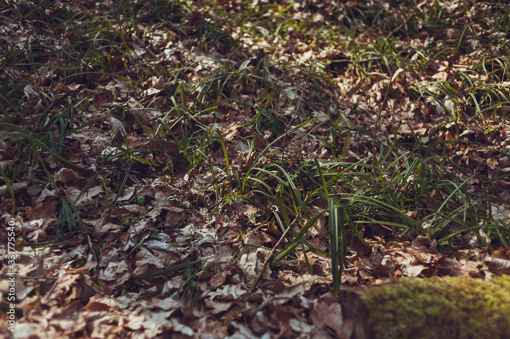 Dry deciduous forest in early spring Dry deciduous forest in early spring