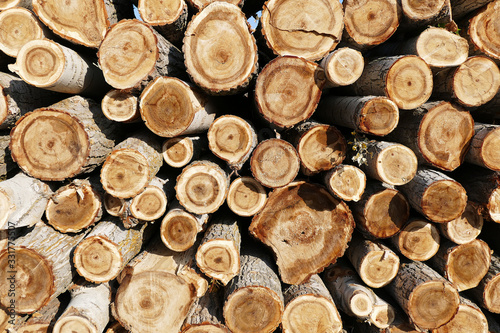 Photo cut poplar trees, timber trade, timber obtained from the poplar trees,