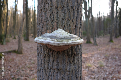 Agarikon fungus parasitising on a trunk of a tree photo