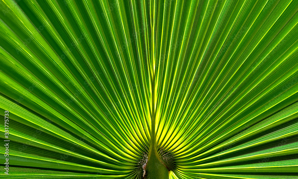 Fototapeta premium Radial pattern of a tropical palm leaf.