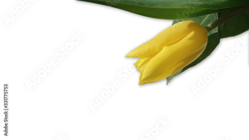 single yellow tulip on isolated white